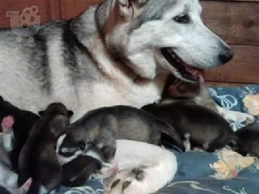 PoulaTo: 12 μεγαλόσωμος κουτάβια, 5 άνδρες και 7 γυναίκες ηλικίας 12 εβδομάδων